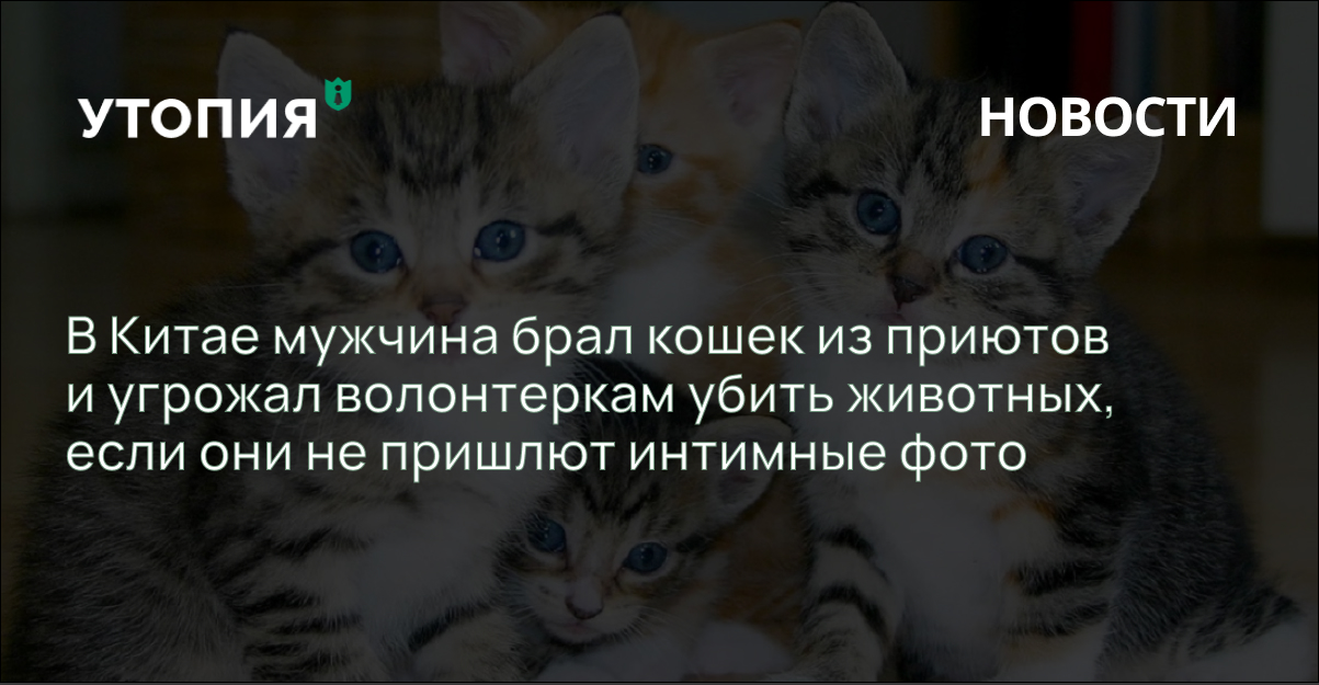 В Китае мужчина брал кошек из приютов и угрожал волонтеркам убить животных, если они не пришлют интимные фото